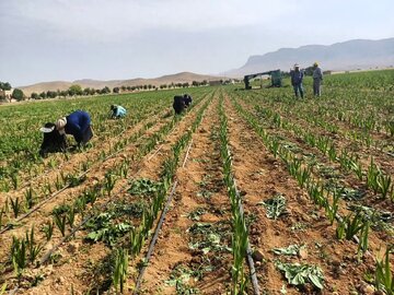 آغاز نخستین کشت گلایول درشهرستان کیار با پیشبینی برداشت نیم میلیون شاخه گل