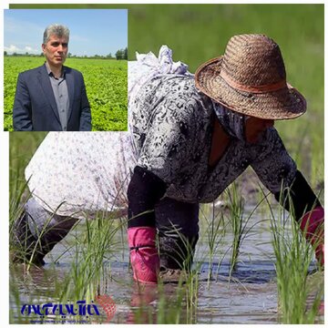 اجرای فاز اول “طرح جهش تولید برنج” در ۵ شهرستان گیلان