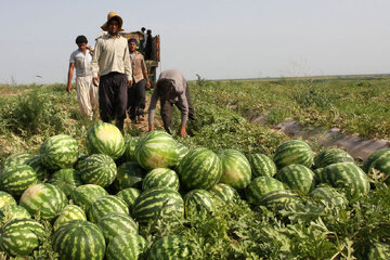 افت شدید قیمت هندوانه مغان؛ مقصر کیست؟