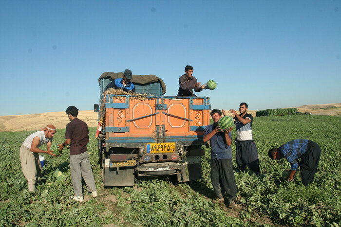 افت شدید قیمت هندوانه مغان؛ مقصر کیست؟