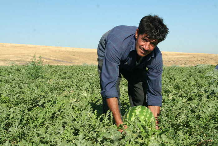 افت شدید قیمت هندوانه مغان؛ مقصر کیست؟