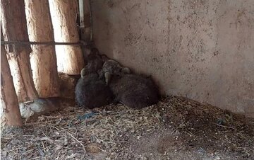 توله خرس پردیسان چه شد؟