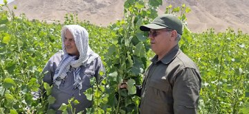 تولیدبیش از هفت میلیون اصله نهال در سمنان