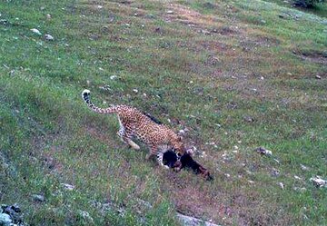 ثبت تصویری پلنگ ایرانی در پارک ملی توران
