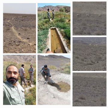 ثبت تولد چهار کرهگورخر جدید در پارک ملی کویر / شمار زادآوری سال ۱۴۰۴ به هشت رأس رسید