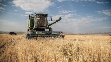 خبر مهم درباره پرداخت مطالبات گندمکاران/ قیمت جدید گندم اعلام شد