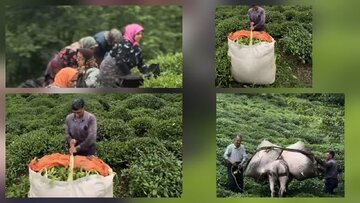 خرید بیش از ۸۱ هزار تُن برگ سبز چای؛ دولت سهم خود را پرداخت نکرده است