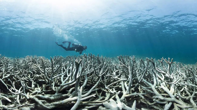 رودخانه‌ها: معماران پنهان صخره‌های مرجانی