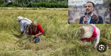 فروشگاه‌های زنجیره‌ای برنج ۸۰ هزار تومانی را ۳۰۰ هزار می‌فروشند!