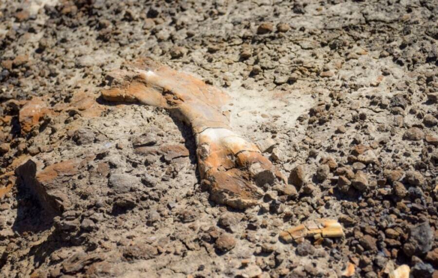 فسیل ۶۹ میلیونساله، زیر پای یک پسر ۱۲ ساله