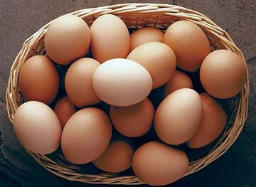 قیمت تخممرغ به شدت کاهش یافت/ یک شانه تخممرغ چند؟