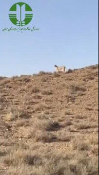 مشاهده همزمان پنج یوزپلنگ آسیایی در پارک ملی توران