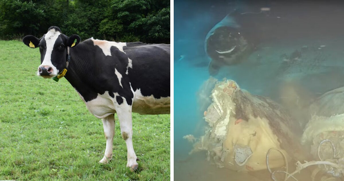 مهمانی کوسه‌های خواب‌آلود با یک لاشه گاو در اقیانوس/ عکس