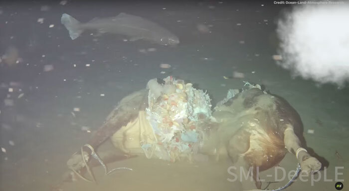 مهمانی کوسه‌های خواب‌آلود با یک لاشه گاو در اقیانوس/ عکس