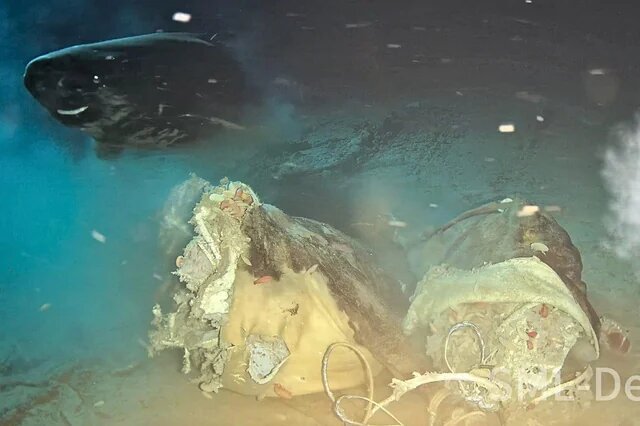 مهمانی کوسه‌های خواب‌آلود با یک لاشه گاو در اقیانوس/ عکس