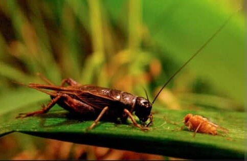 وحشت در دنیای حشرات / مگسی که نوزادانش را در بدن جیرجیرک به دنیا میآورد