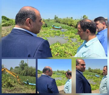 پاکسازی ۱۹ کیلومتر از انهار لنگرود از سنبل آبی