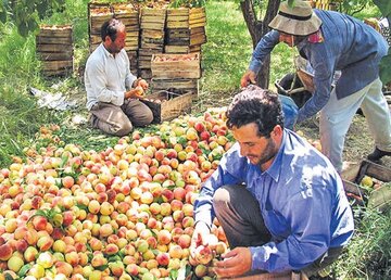 پیش‌بینی تولید ۳۵۰ هزار تن محصول باغی در استان اردبیل