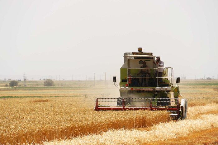 پیش‌بینی خرید تضمینی ۳۰۰ هزار تن گندم در استان اردبیل