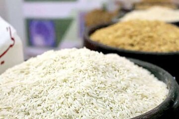 پیشبینی کاهش قیمت برنج با ورود محصول امسال و وارداتی در آینده نزدیک