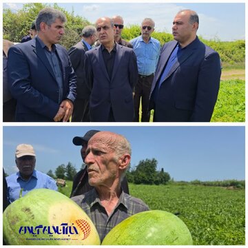 چاف قطب تولید هندوانه گیلان است