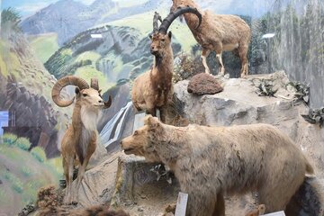 ۲۰ نمونه تاکسیدرمی به موزه تاریخ طبیعی اردبیل اضافه شد