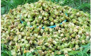 برداشت نوبرانه فندق از باغ‌های گیلان آغاز شد