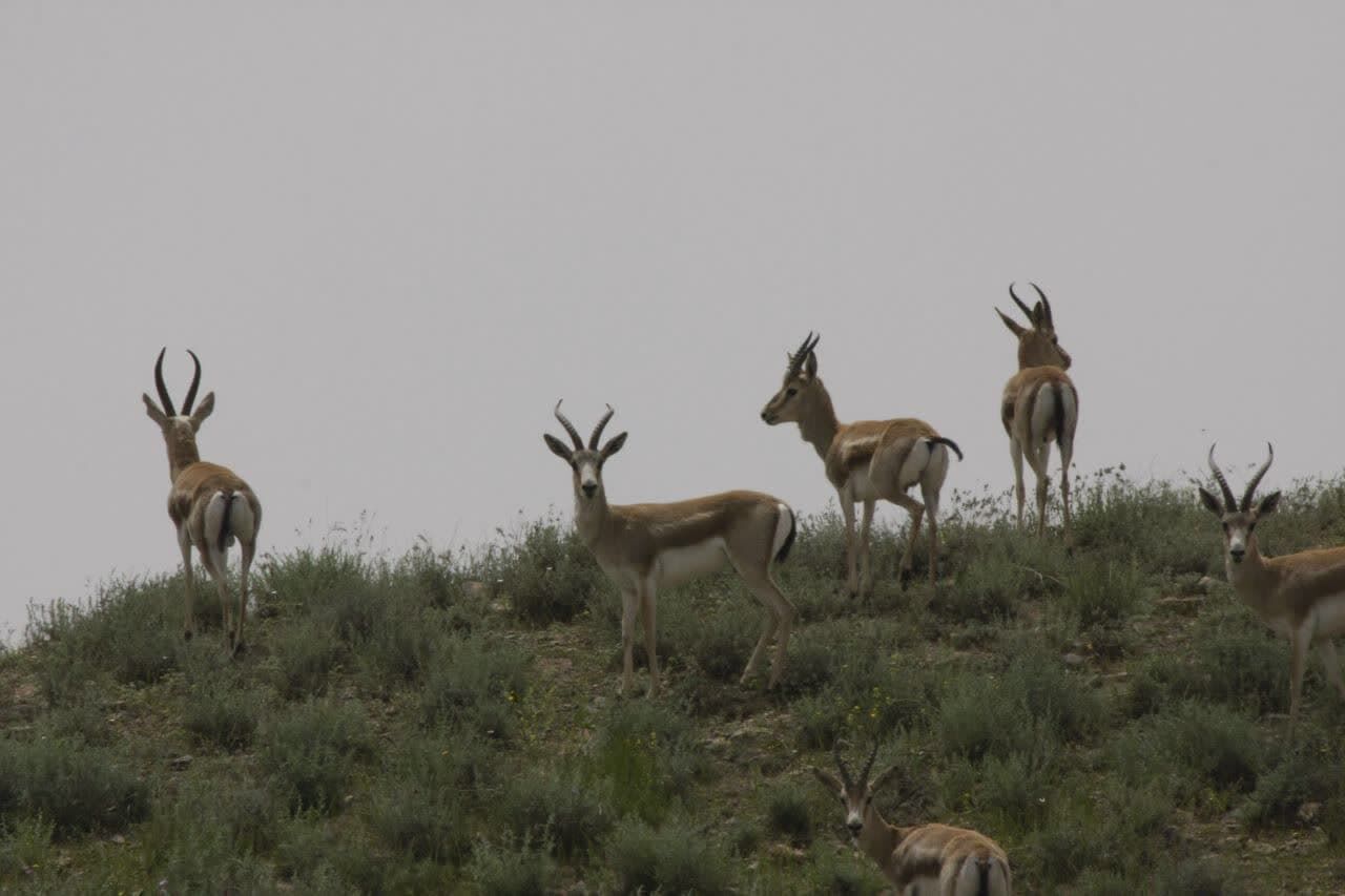 تدوین برنامه عمل برای ۷ گونه در معرض خطر انقراض در اردبیل