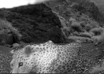 ثبت تصویری از پلنگ ایرانی در منطقه کرکس نطنز