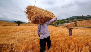 خبر مهم معاون وزیر جهادکشاورزی برای گندمکاران/ واریزی جدید انجام شد + رقم واریزی