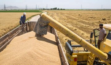 خرید تضمینی گندم در زنجان از ۳۰۷ هزار تن گذشت