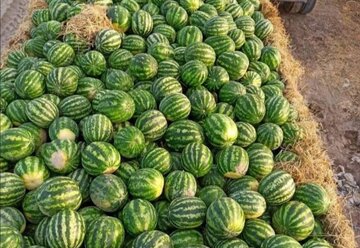 دستگیری سارقان یک تن هندوانه در رزن!