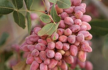 هشدار شرکت تعاونی پسته رفسنجان در خصوص قطعی برق در روزهای حساس محصول پسته