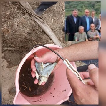آغاز طرح رهاسازی بچه‌ماهی‌های بومی استخوانی در آب‌بندان‌های گیلان