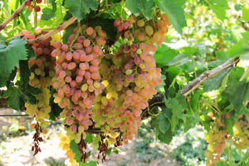 اجرای طرح اصلاح و احیای باغات انگور در چهارمحال و بختیاری برای جهش بهره‌وری