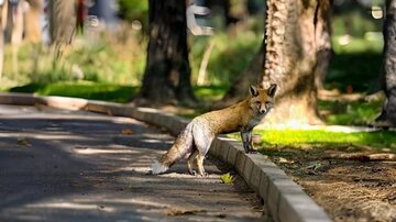 افزایش تعداد روباهها در مرکز تهران/ چه باید کرد؟