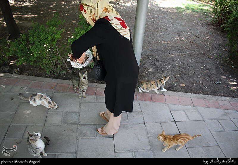 ببینید| روایت دکتر حسین آخانی از همسایهای که به گربهها غذا میدهد/ «از خارج از کشور پول میگیرند»