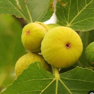  برداشت ۳۰۰ تن انجیر زرد اندیکا؛ رونق اقتصادی در سایه چالش خشکسالی