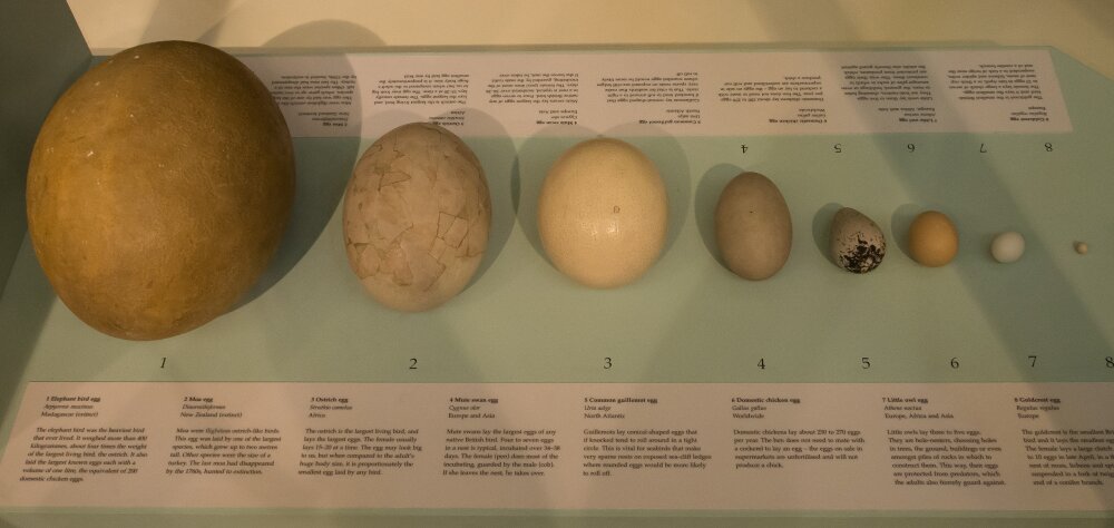 بزرگترین «تخم» جهان، متعلق به کدام پرنده است؟