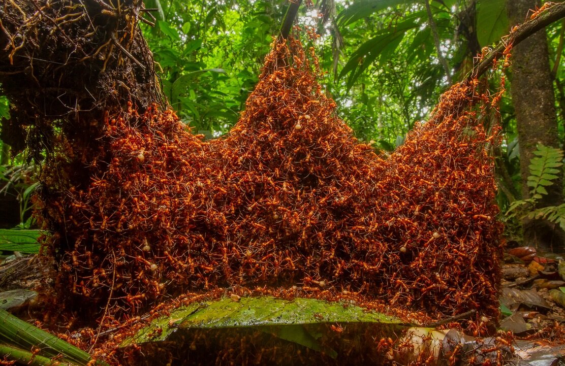 تنها نقطه دنیا که در آن مورچه نمی بینید کجاست؟