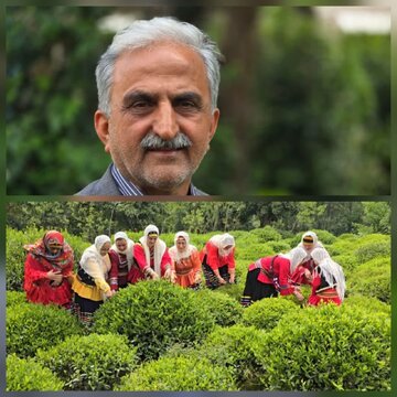 تولید بیش از ۱۹ هزار تُن چای خشک در شمال کشور