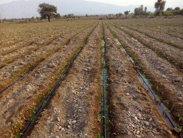 تکمیل طرح ۵۵۰ هزار هکتاری خوزستان نیاز به ردیف اعتباری دارد