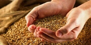 خبر مهم وزیر جهاد کشاورزی برای گندمکاران/ قیمت جدید گندم چه زمانی تعیین میشود؟