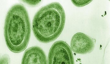 خطر نابودی بیخ گوش منبع تولید یکسوم اکسیژن زمین!