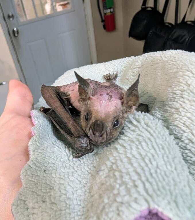 خفاشی که عمرش دو برابر شد!