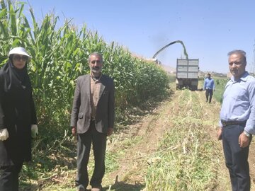 شهرستان فارسان قطب تولید ذرت علوفه‌ای استان چهارمحال وبختیاری