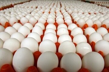 قیمت منطقی هر عدد تخممرغ اعلام شد/ گرانتر از این رقم نخرید