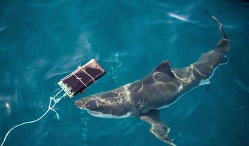 لباس غواصی مقاوم مقابل حمله کوسه ساخته شد