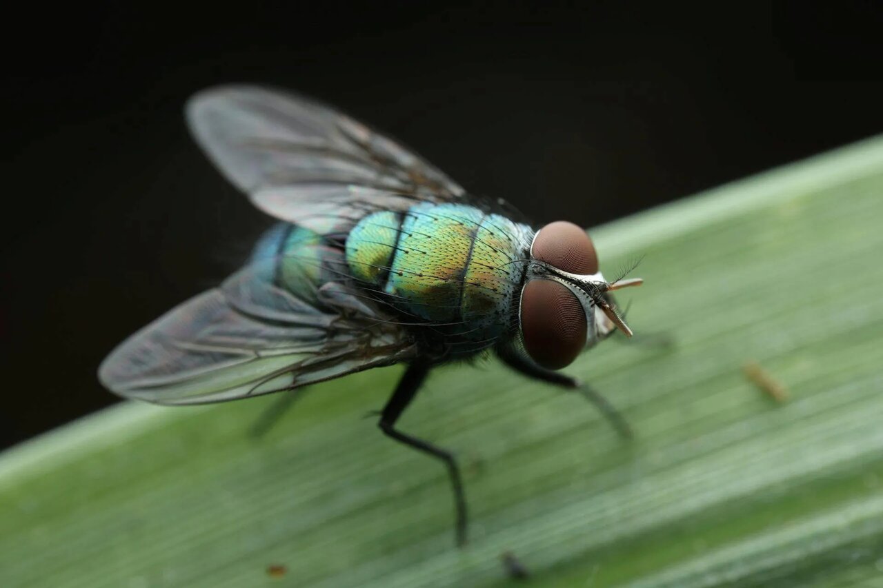 مگس لاشه روی برگ سبز نشسته است.