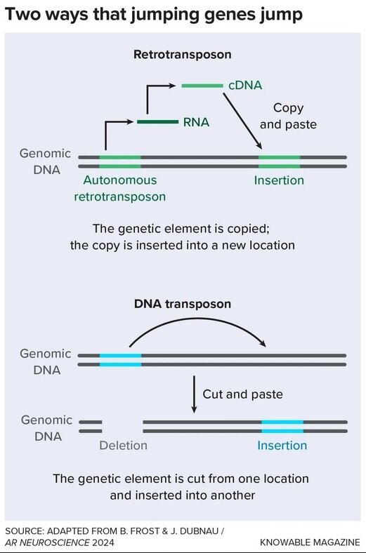 میراثی عجیب ویروسهای باستانی در بدن انسان مدرن!